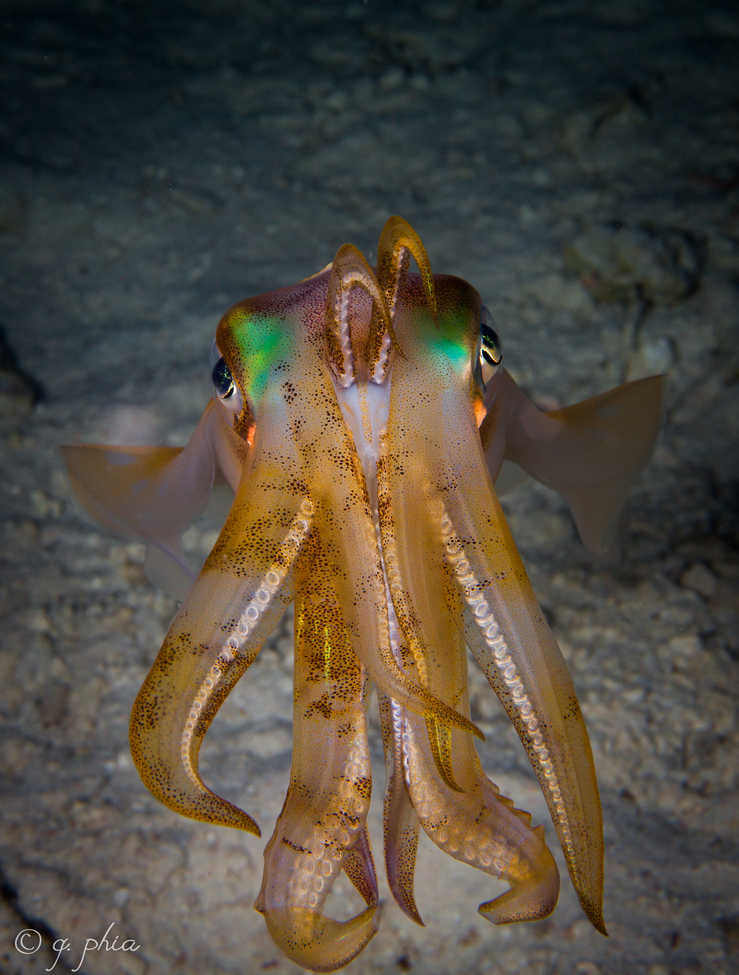 sepioteuthis lessoniana, beku reef, wakatobi, Indonesia