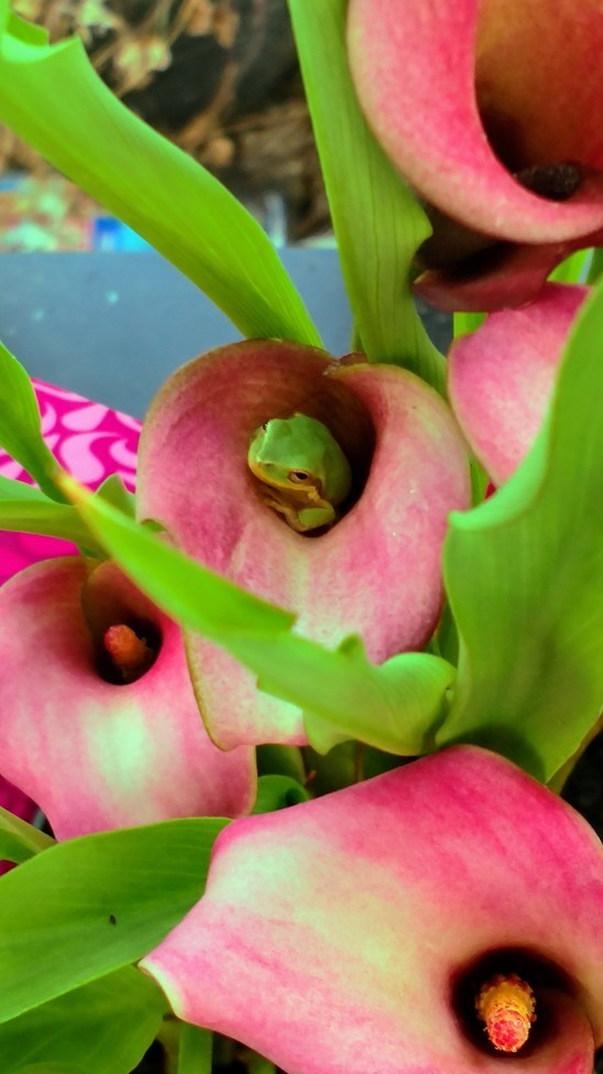 Green Tree Frog, Coastal NC, United States of America