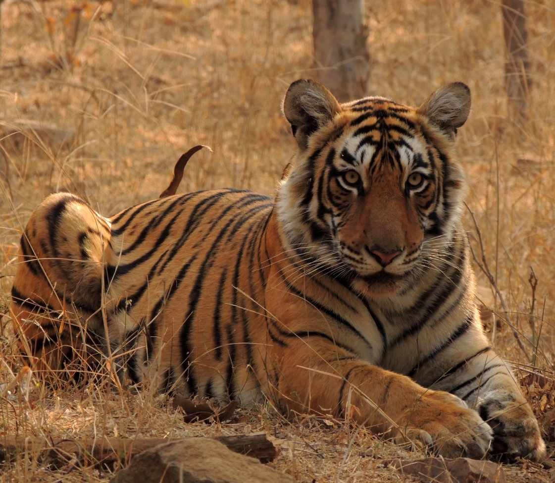 Tiger, Ranthambore National Park, India
