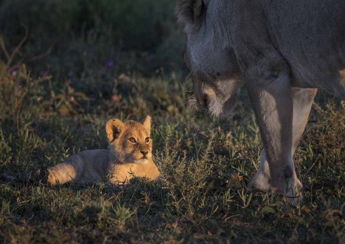 lion, Serengeti National Park, Tanzania, United Republic of