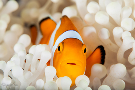 Grid anemone fish on bleached anemone  fukui  siladen  2017