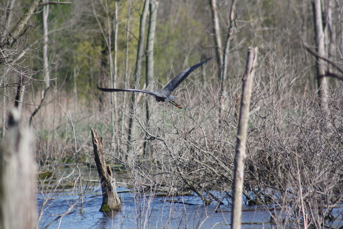 Blue Heron, Indiana Dunes National Lakeshore, United States of America