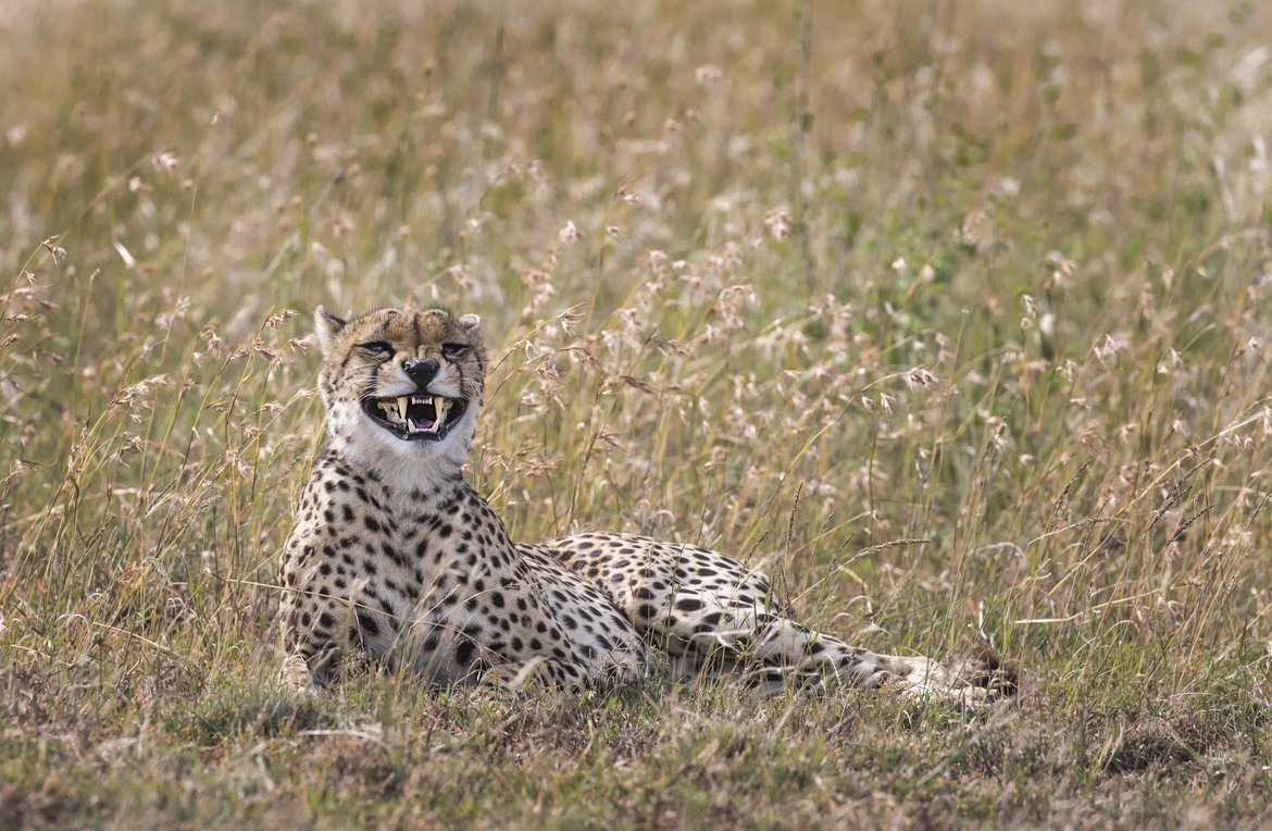 Cheetah, Serengeti National Park, Tanzania, United Republic of