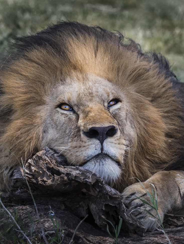 Lion, Serengeti National Park, Tanzania, United Republic of