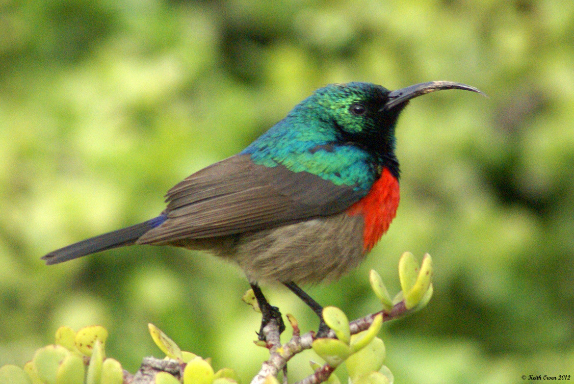 Double-Collared Sunbird, Addo Elephant National Park, South Africa