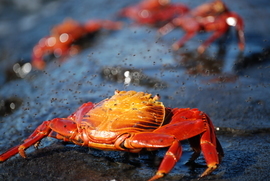 Grid galapagos crab with flies