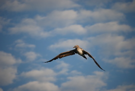 Grid blue footed booby in flight