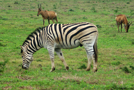 Grid 1813 zebraaddoelephant08 06 12