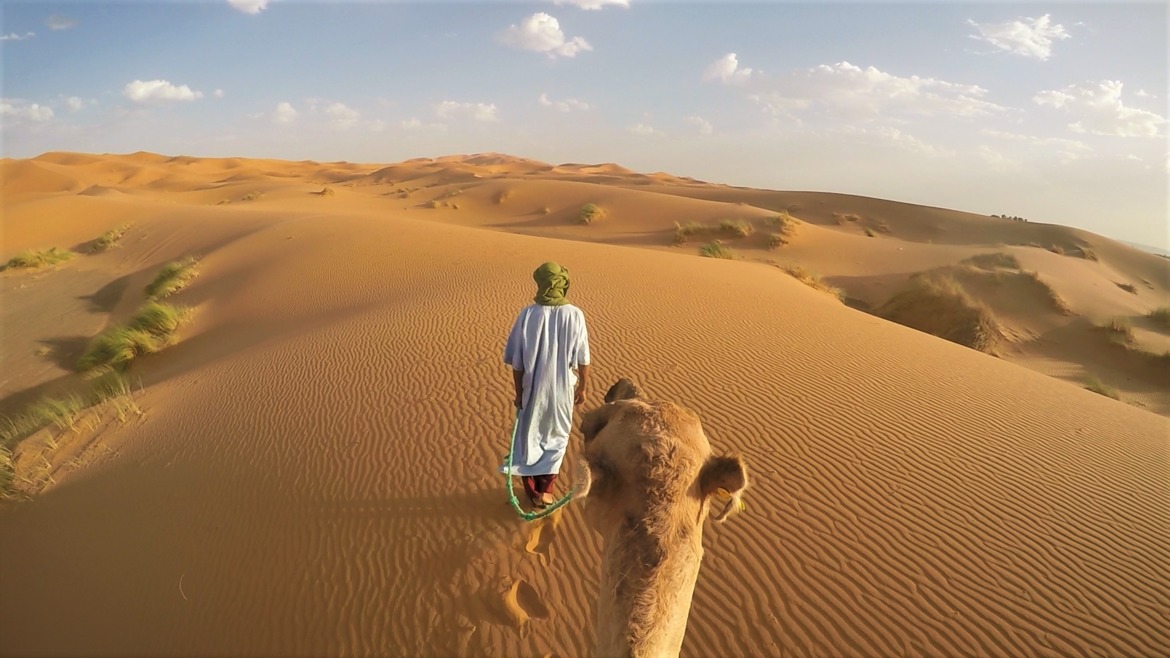 Camel, Sahara, Morocco