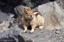 Grid golden mantlegroundsquirrelmckenziepass06 22 15 1
