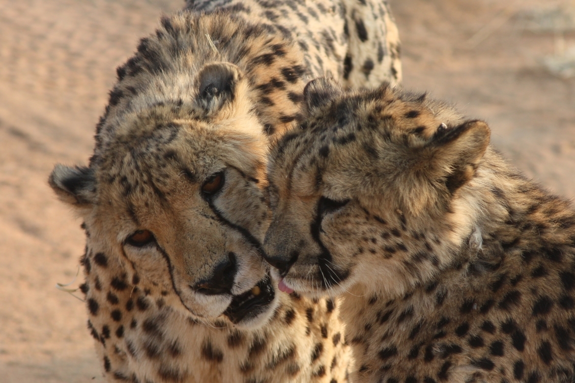 Cheetah, Namib Desert, Namibia