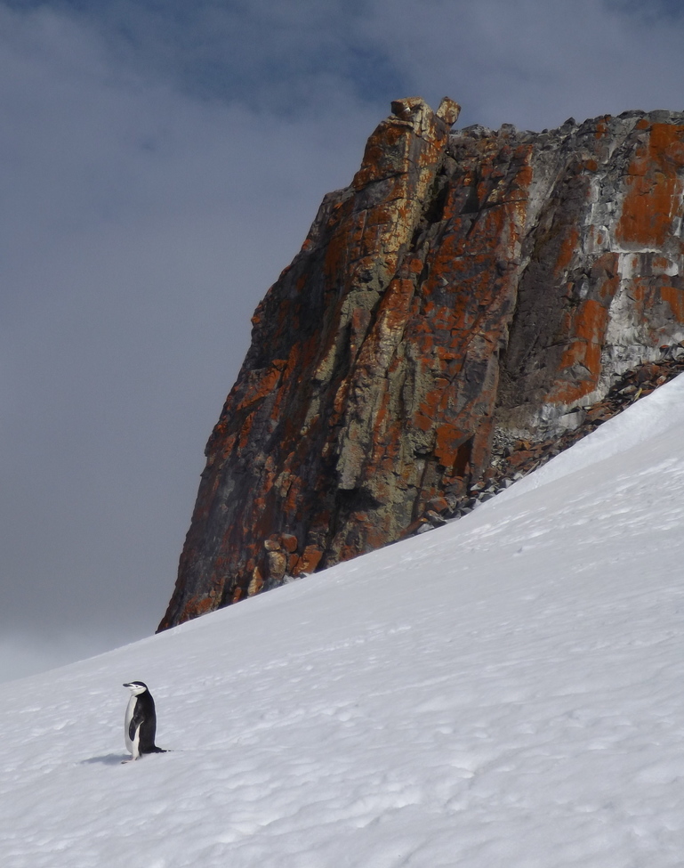 Chinstrap penguin, Antarctic Peninsula, Antarctica