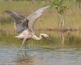 Grid reddish egret