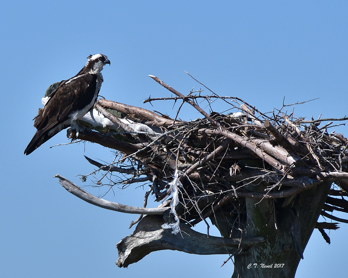 Osprey, Outer Banks, North Carolina, United States of America