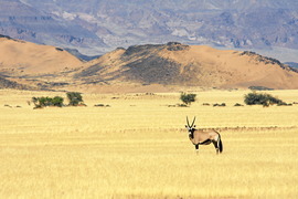 Grid oryx namibia img 2630 001