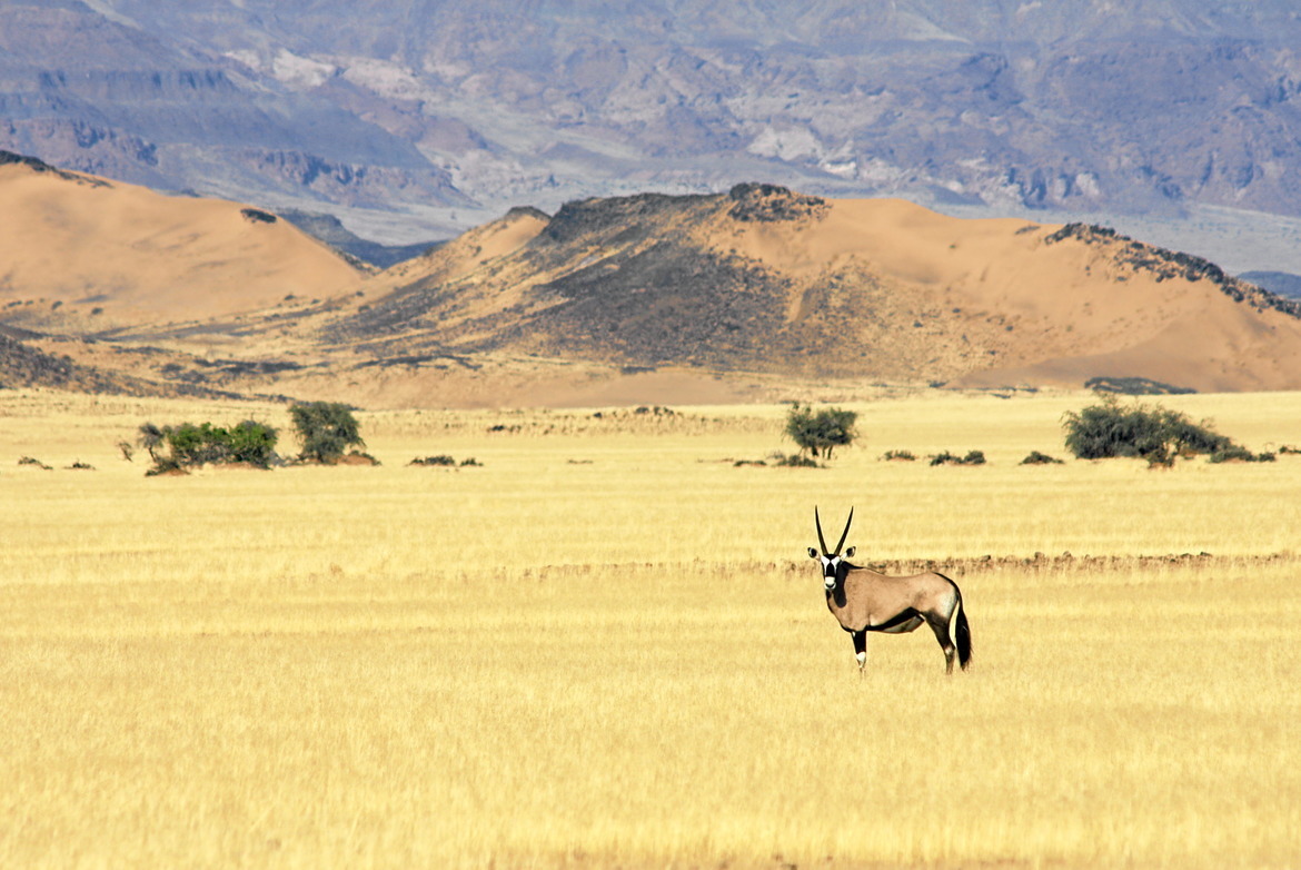 Oryx, Namib Desert, Namibia