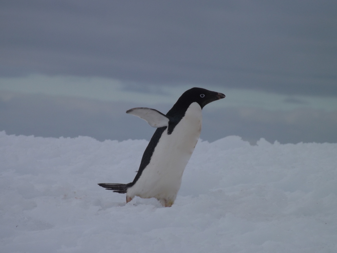 Adelie penguin, Antarctic peninsula, Antarctica