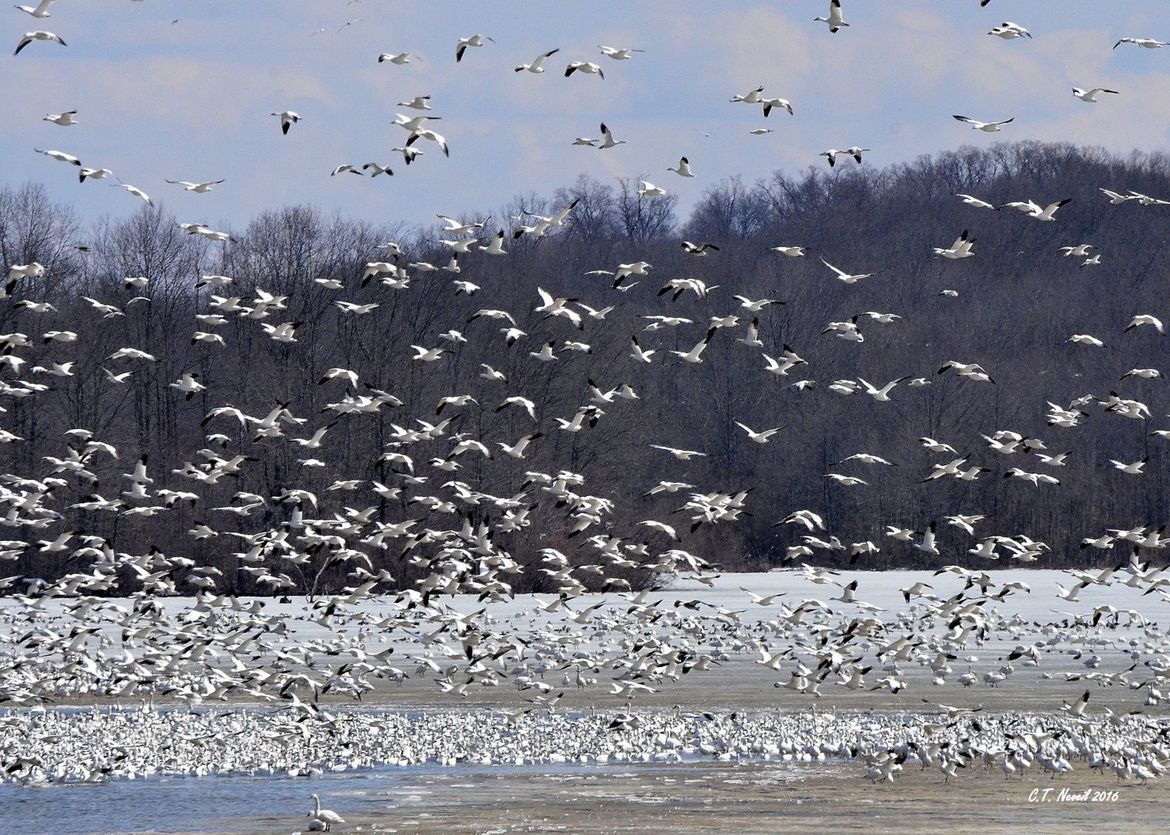 Snow Goose, Middlecreek Wildlife Management Area (Pennsylvania DNR), United States of America