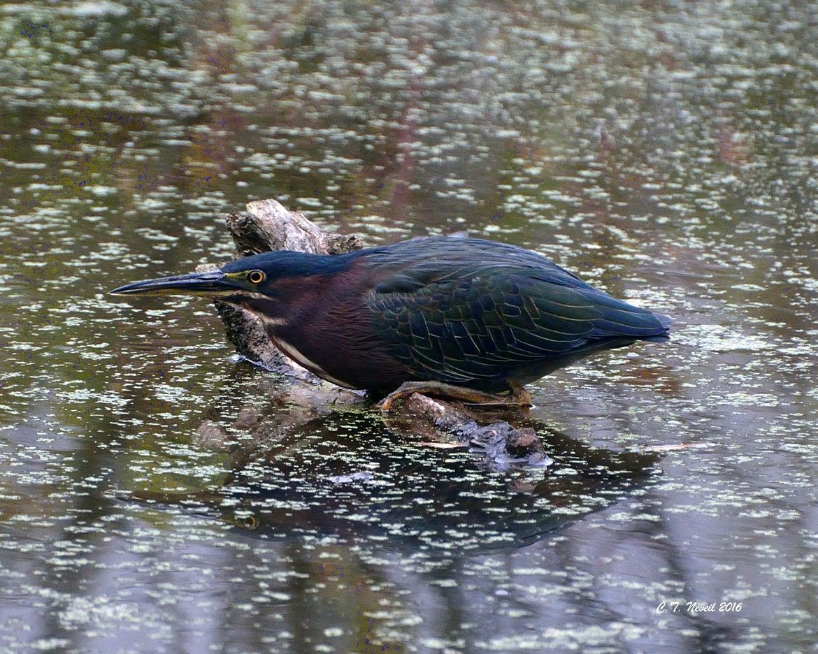 Green Heron, Wildwood Park, Dauphin County (Harrisburg), PA, United States of America