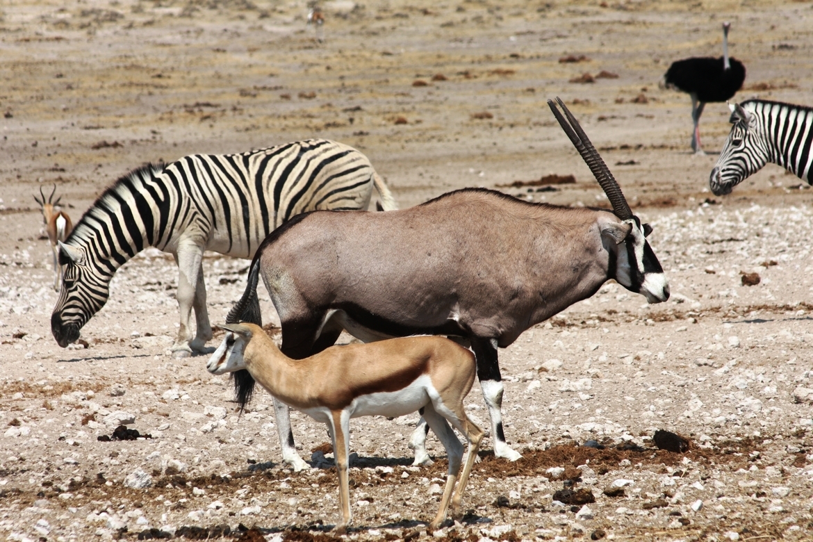 Oryx, zebra, gazelle, ostrich (!), Etosha, Namibia