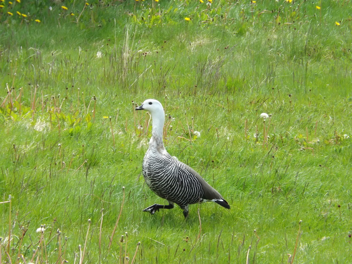 Upland goose, Parque Nacional Tierra del Fuego, Argentina