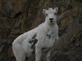 Grid 2 dall s sheep kluane np