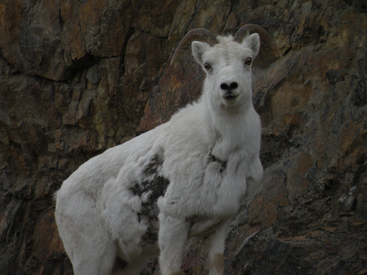 Dall's Sheep, Kluane National Park, Yukon Territory, Canada