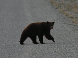 Grid 3 brown bear kluane np