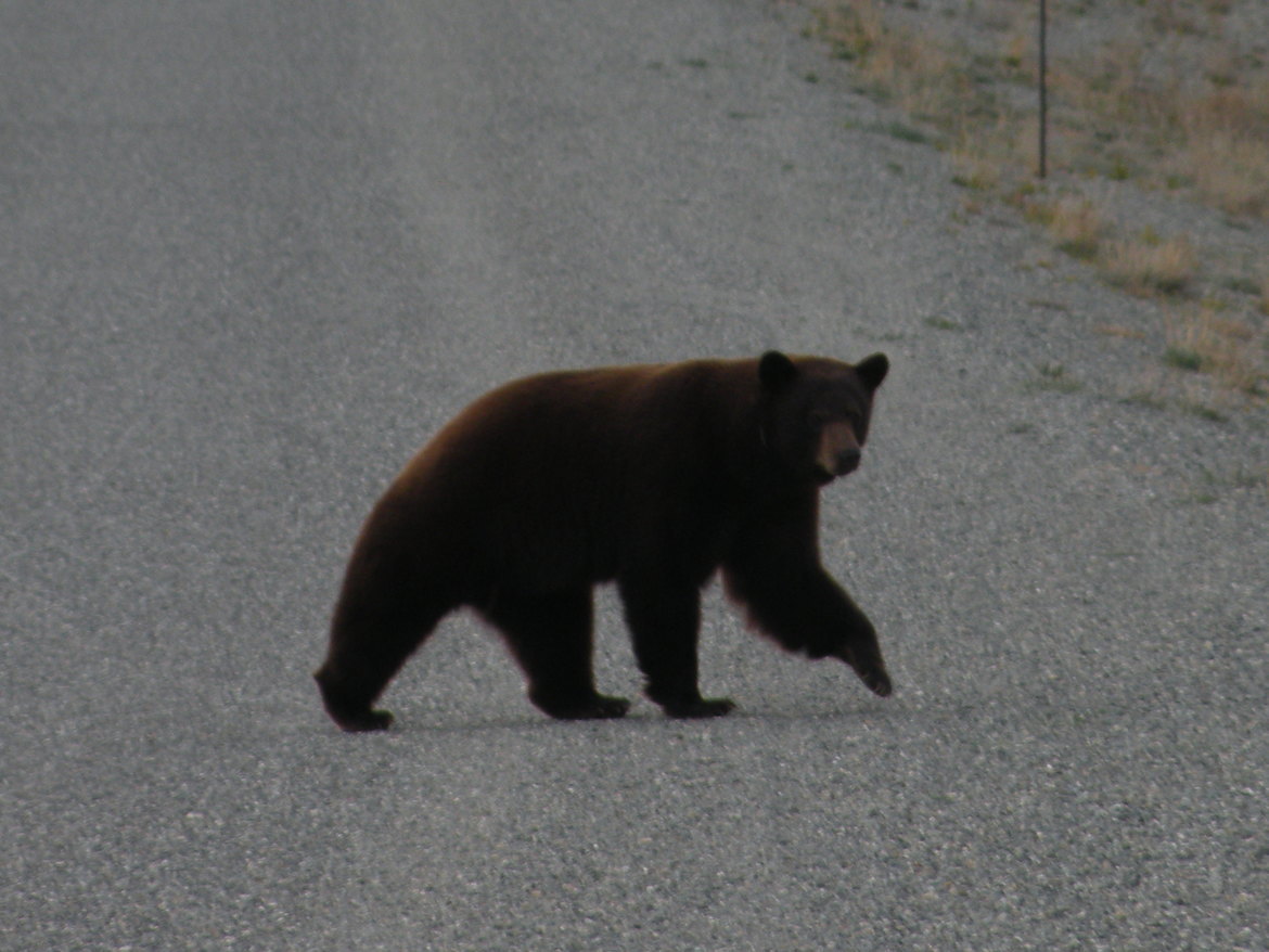 Brown Bear, Kluane National Park, Yukon Territory, Canada
