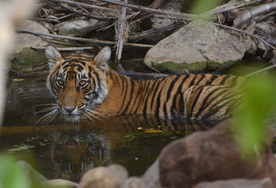 Panthera tigris, Ranthambhore National Park, India