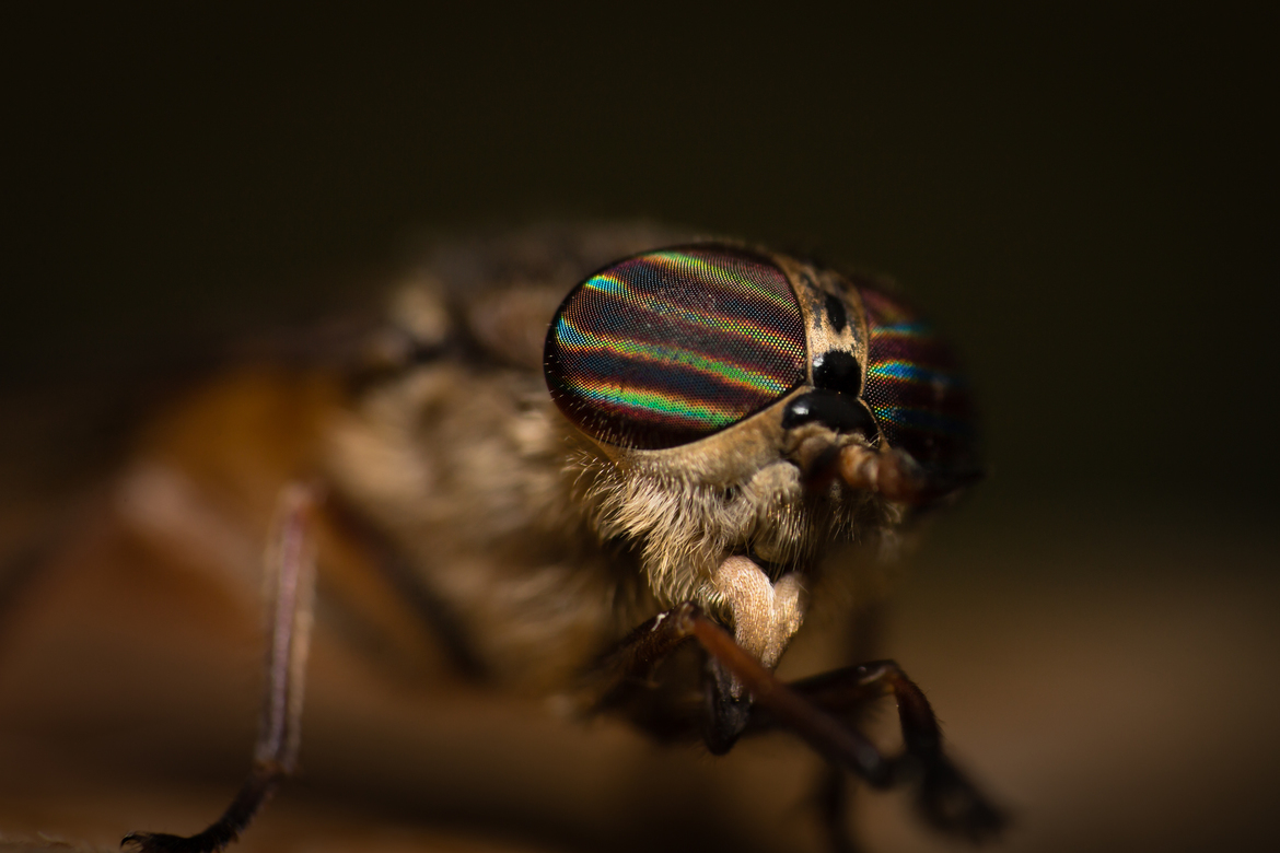 Horsefly, foothills of North Carolina, United States of America
