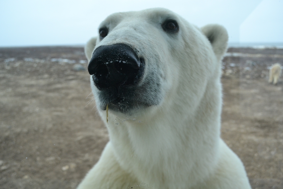 Polar bear, Cape Churchill wilderness area, Canada