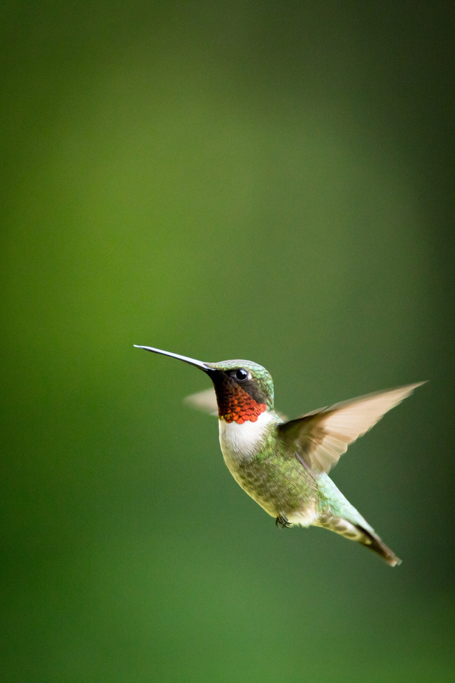 Ruby Throated Hummingbird, foothills of North Carolina, United States of America