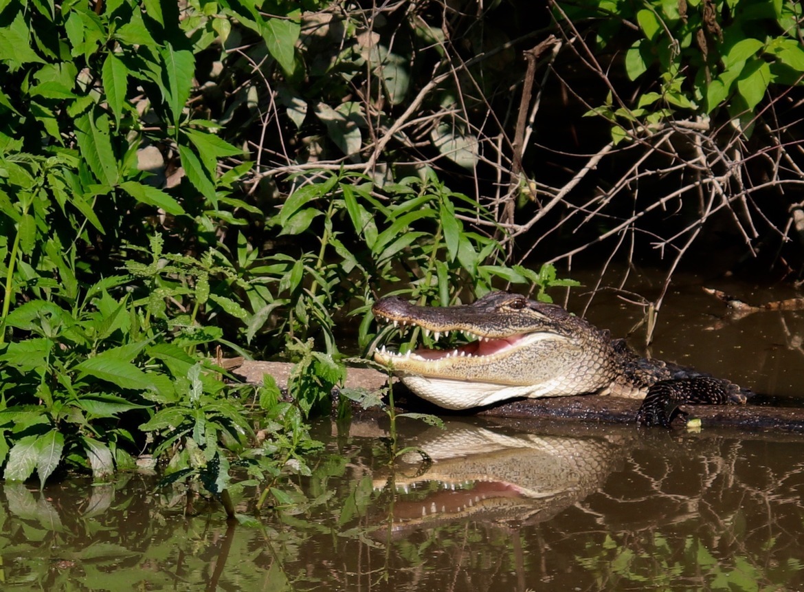 Alligator , Cypress island Preserve , United States of America