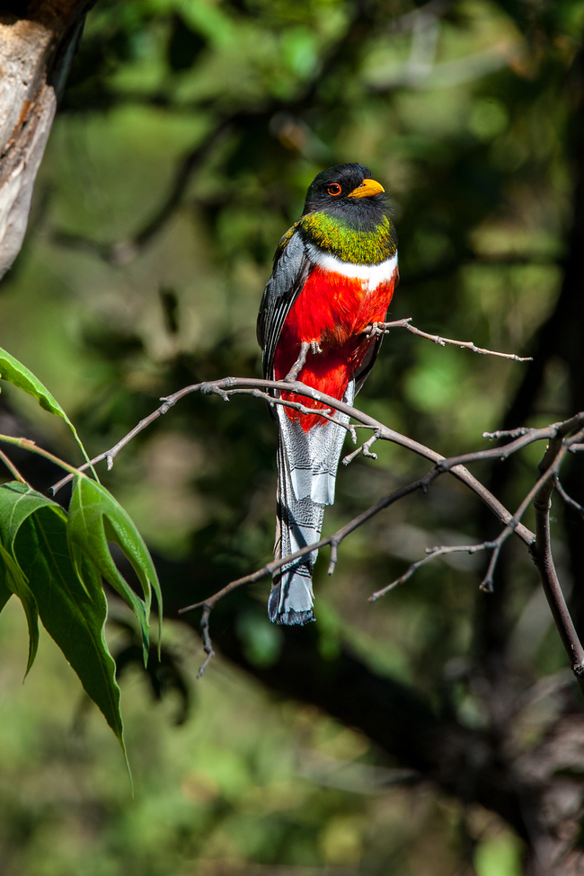 Elegant Trogon, Santa Rita Mtns. , Green Valley, AZ, United States of America