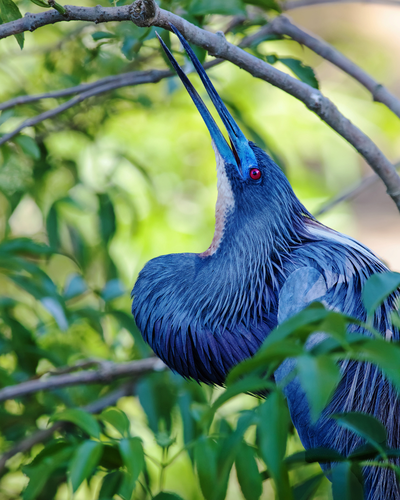 Tri-colored Heron, St. Augustine Alligator Farm, Florida, United States of America
