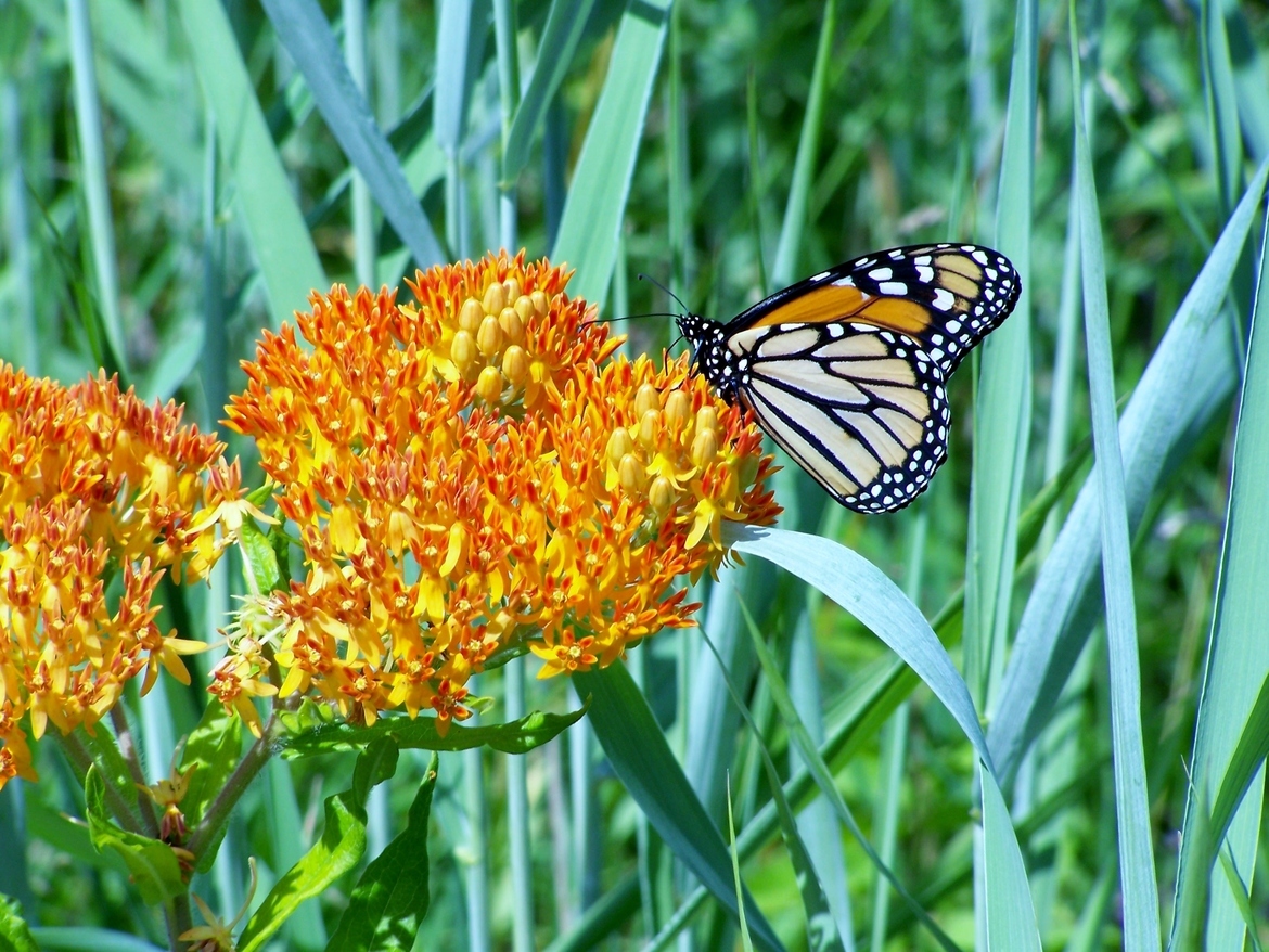 Monarch Butterfly, Blackwell Forest Preserve, United States of America