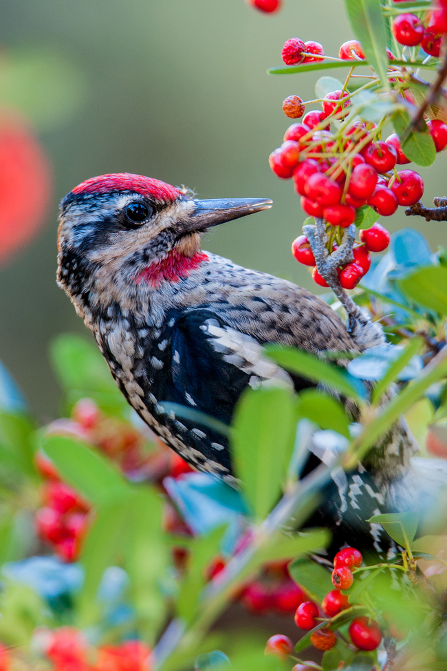 Red-Naped Sapsucker, Santa Rita Mtns. , Green Valley, AZ, United States of America