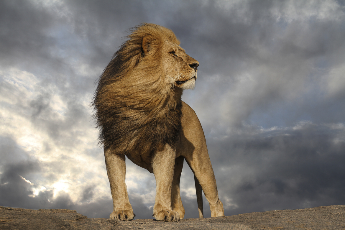 Male Lion, Serngeti, Tanzania, United Republic of