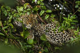 Grid leopard on tree