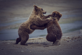 Grid img 0152 baby bear fighting color