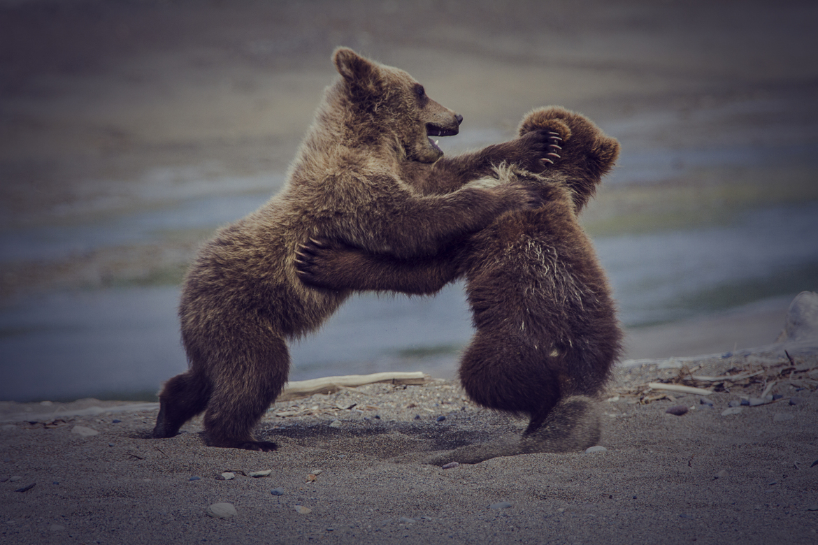 Grizzly Bear, Alaska, United States of America