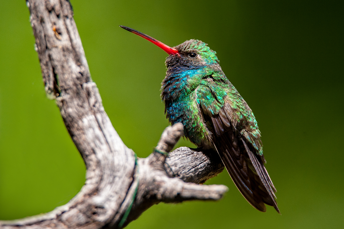 Broad-billed Hummingbird, Santa Rita Mtns. , Green Valley, AZ, United States of America