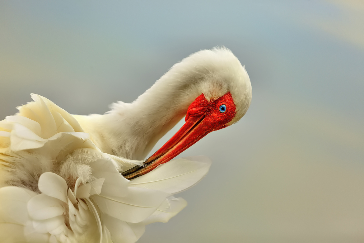 White Ibis, Lake Jesup, Oviedo, Florida, United States of America