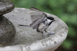Grid chickadee in bird bath