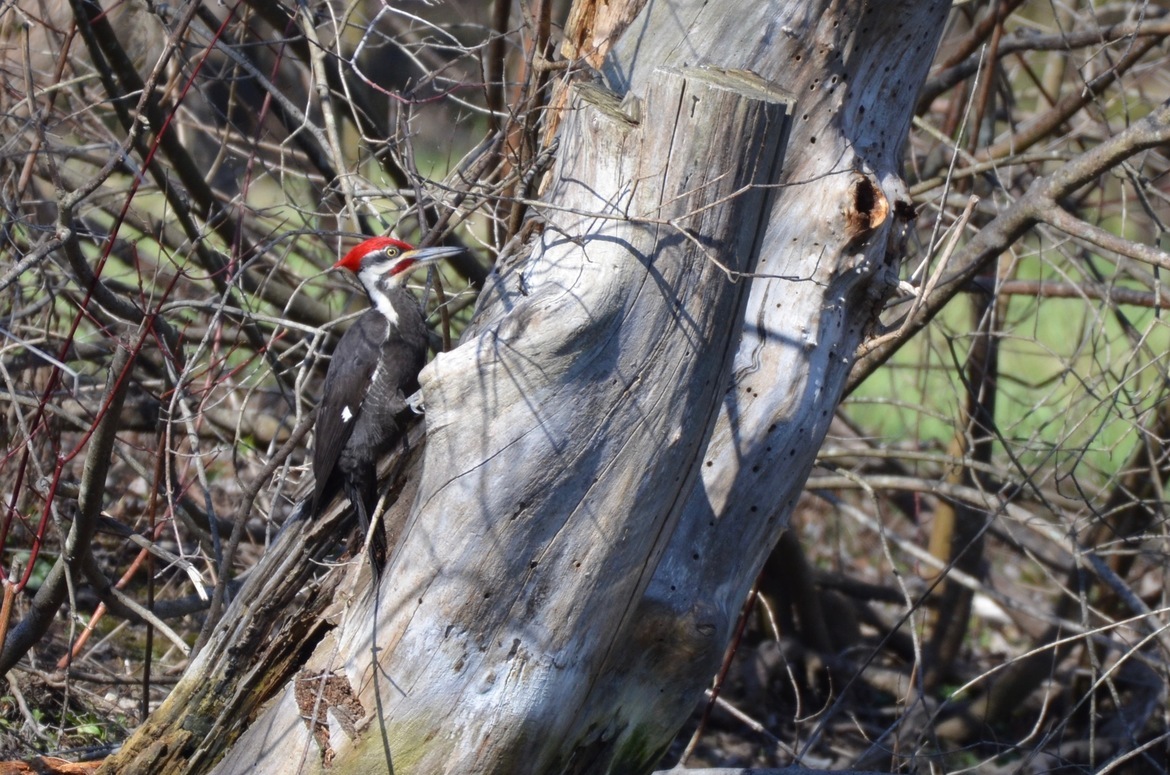 pileated woodpecker, Lemont, Pa., United States of America