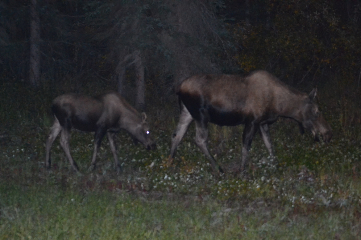 Caribou, Denali National Park, United States of America