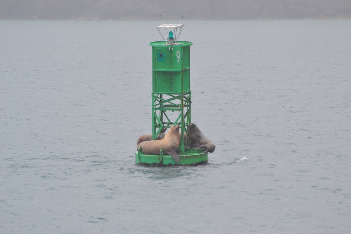 Seal, Prince William Sound, United States of America