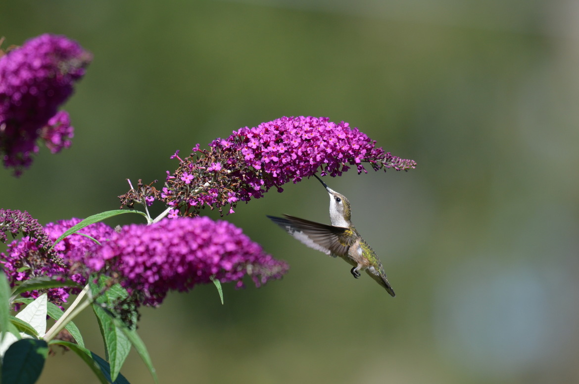 ruby throated hummingbird, Lemont, Pa., United States of America