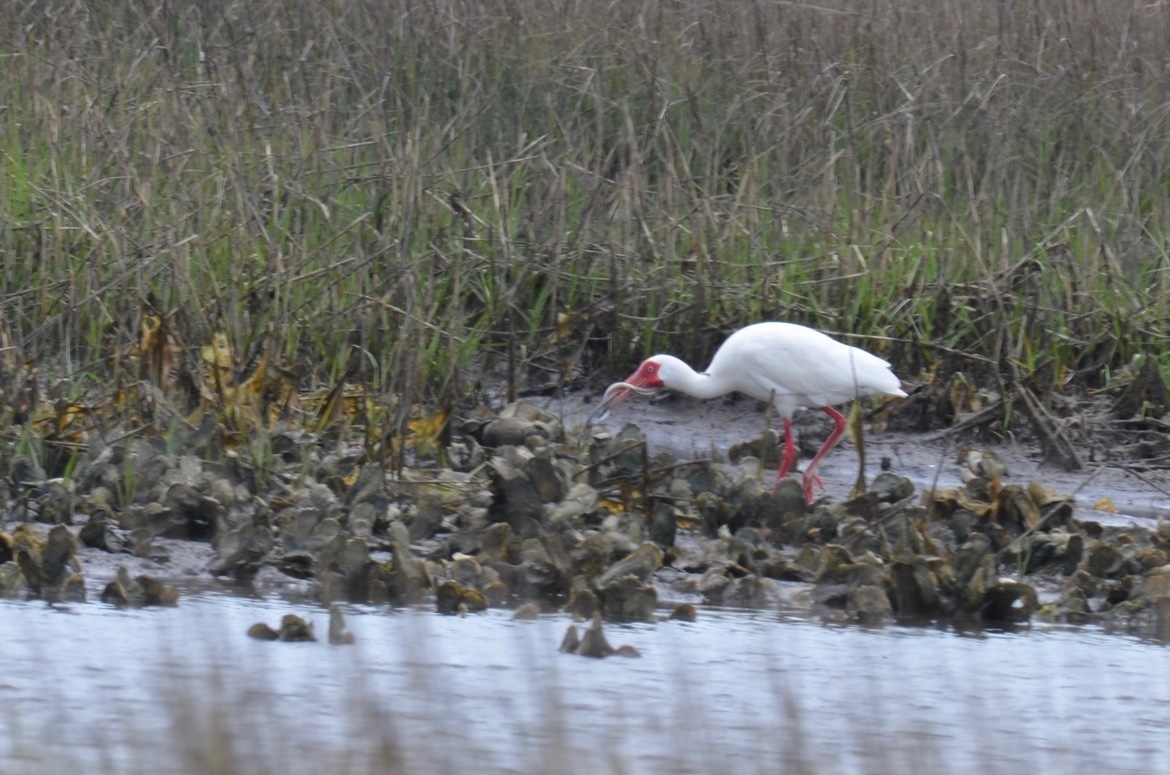 ibis, Emerald Isle, NC, United States of America